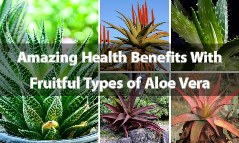 Amazing Health Benefits With Fruitful Types of Aloe Vera