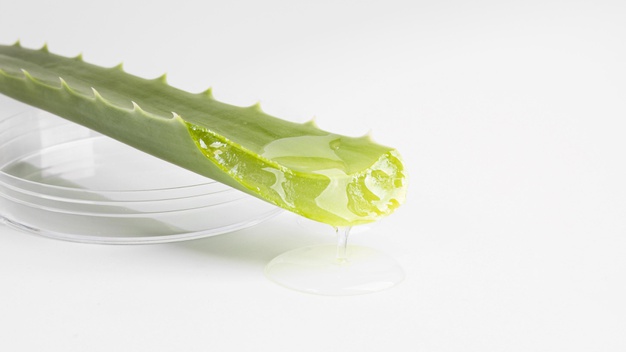 A Useful Plant, Aloe Vera – Types, Constituents, and Benefits!